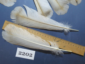 30 Pcs Turkey Tail Feathers, Fly Tying Material,Craft Feathers,Natural Turkey Feathers (2202)