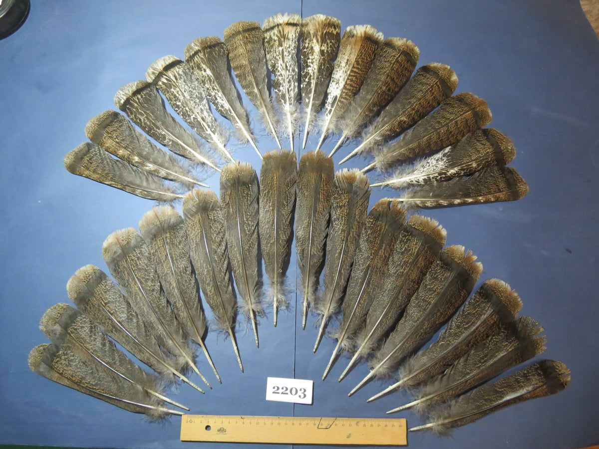 30 Pcs Turkey Tail Feathers, Fly Tying Material,Craft Feathers,Natural Turkey Feathers (2203)