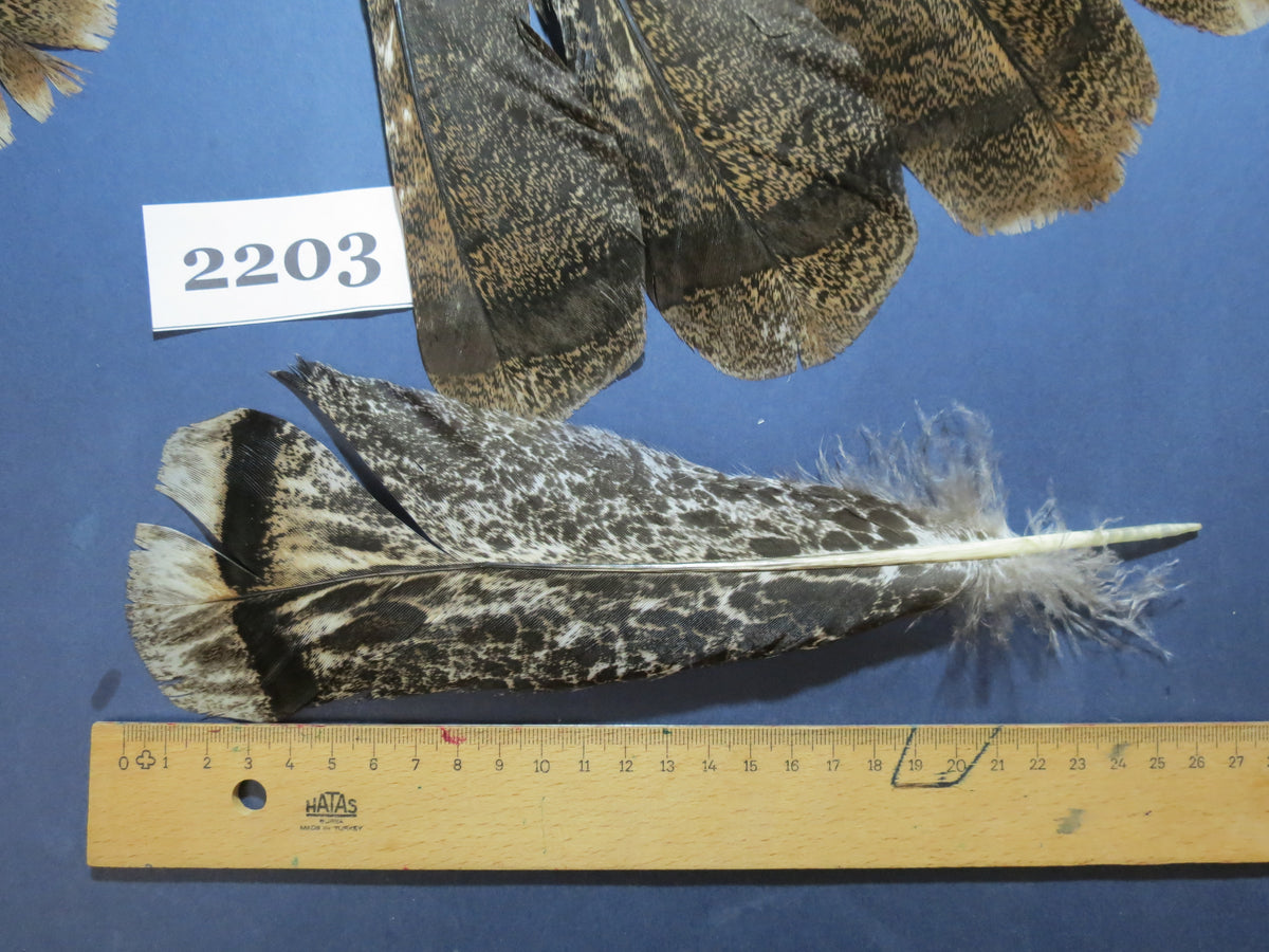 30 Pcs Turkey Tail Feathers, Fly Tying Material,Craft Feathers,Natural Turkey Feathers (2203)