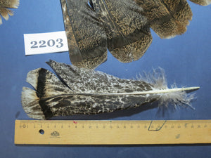 30 Pcs Turkey Tail Feathers, Fly Tying Material,Craft Feathers,Natural Turkey Feathers (2203)