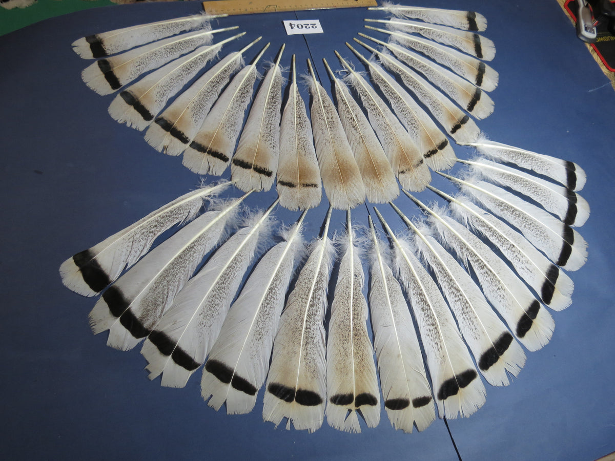 30 Pcs Turkey Tail Feathers, Fly Tying Material,Craft Feathers,Natural Turkey Feathers (2204)