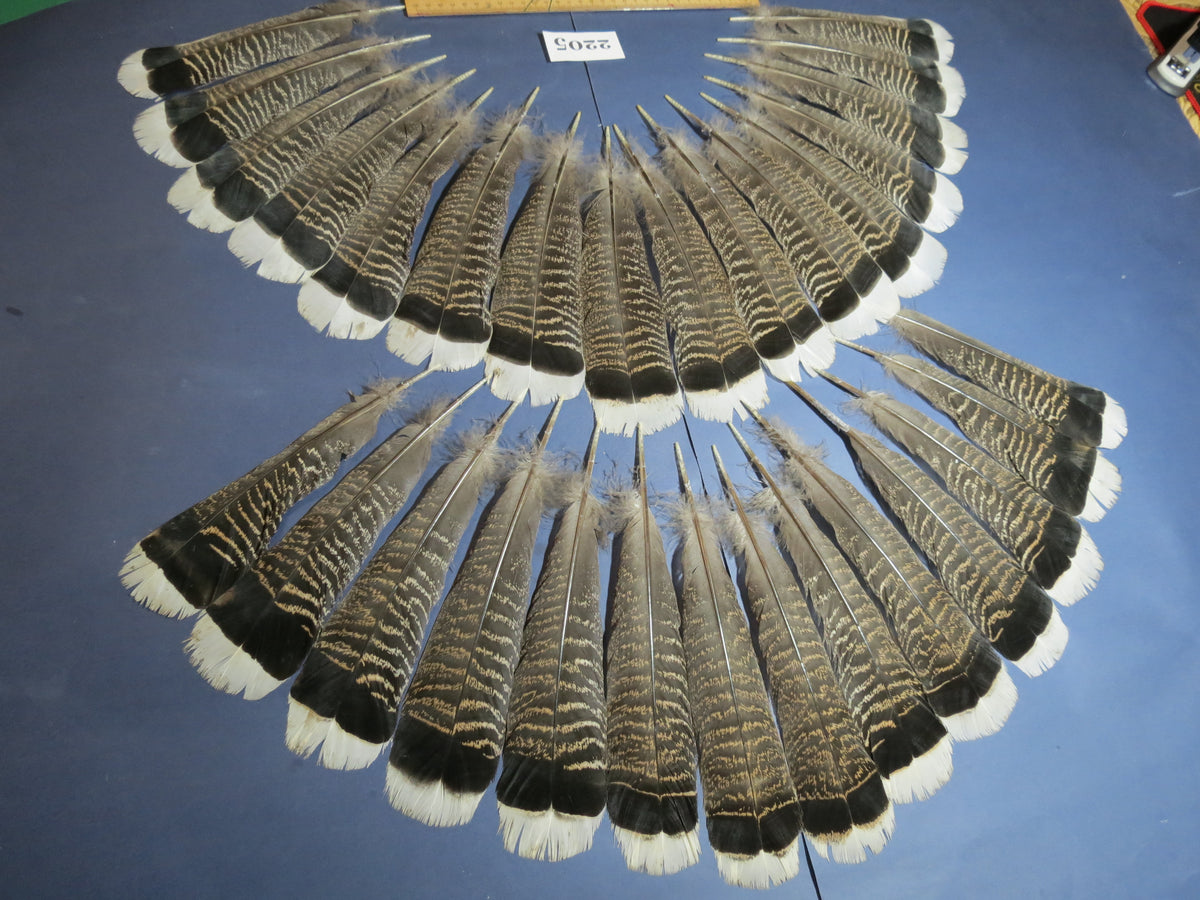 30 Pcs Turkey Tail Feathers, Fly Tying Material,Craft Feathers,Natural Turkey Feathers (2205)
