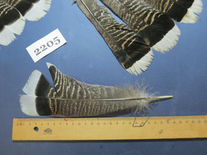 30 Pcs Turkey Tail Feathers, Fly Tying Material,Craft Feathers,Natural Turkey Feathers (2205)