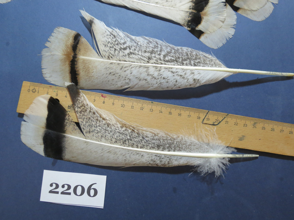 32 Pcs Turkey Tail Feathers, Fly Tying Material,Craft Feathers,Natural Turkey Feathers (2206)