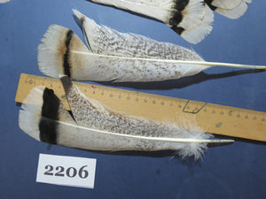 32 Pcs Turkey Tail Feathers, Fly Tying Material,Craft Feathers,Natural Turkey Feathers (2206)