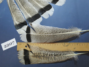 28 Pcs Turkey Tail Feathers, Fly Tying Material,Craft Feathers,Natural Turkey Feathers (2207)