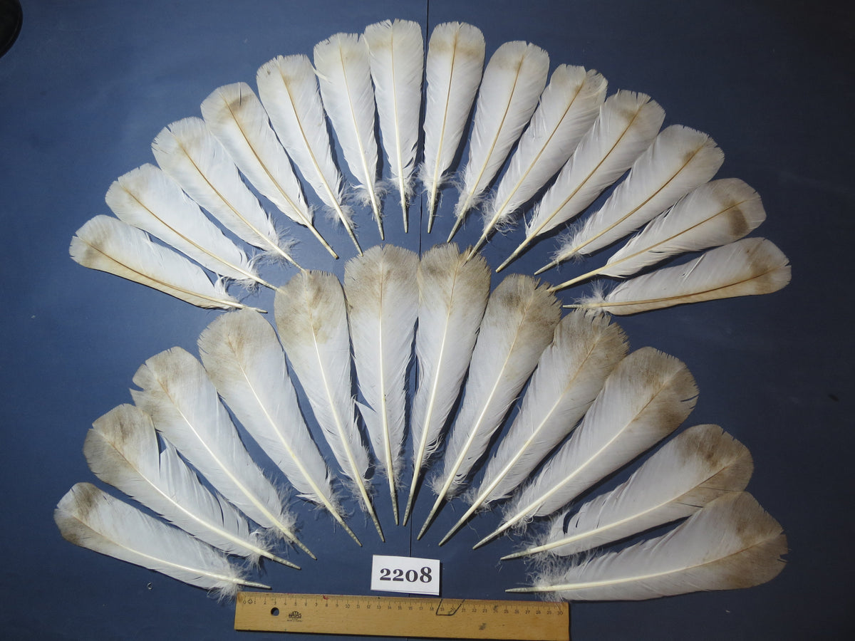 26 Pcs Turkey Tail Feathers, Fly Tying Material,Craft Feathers,Natural Turkey Feathers (2208)