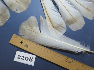 26 Pcs Turkey Tail Feathers, Fly Tying Material,Craft Feathers,Natural Turkey Feathers (2208)