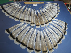 32 Pcs Turkey Tail Feathers, Fly Tying Material,Craft Feathers,Natural Turkey Feathers (2209)