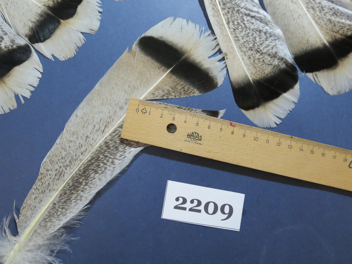 32 Pcs Turkey Tail Feathers, Fly Tying Material,Craft Feathers,Natural Turkey Feathers (2209)