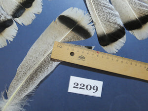 32 Pcs Turkey Tail Feathers, Fly Tying Material,Craft Feathers,Natural Turkey Feathers (2209)