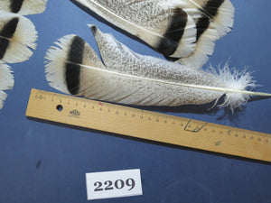 32 Pcs Turkey Tail Feathers, Fly Tying Material,Craft Feathers,Natural Turkey Feathers (2209)