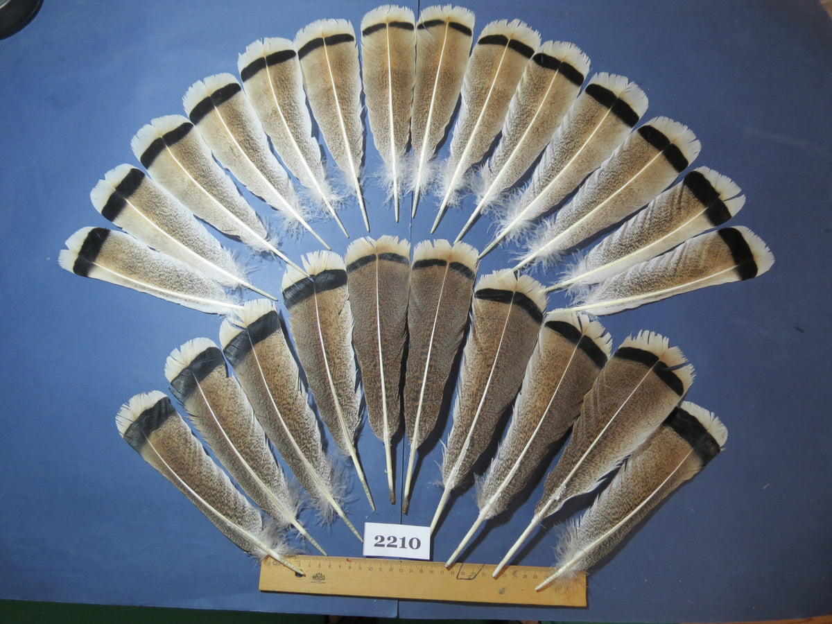 24 Pcs Turkey Tail Feathers, Fly Tying Material,Craft Feathers,Natural Turkey Feathers (2210)