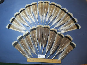 24 Pcs Turkey Tail Feathers, Fly Tying Material,Craft Feathers,Natural Turkey Feathers (2210)