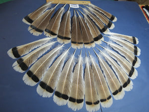 24 Pcs Turkey Tail Feathers, Fly Tying Material,Craft Feathers,Natural Turkey Feathers (2210)