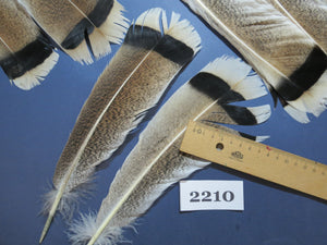 24 Pcs Turkey Tail Feathers, Fly Tying Material,Craft Feathers,Natural Turkey Feathers (2210)