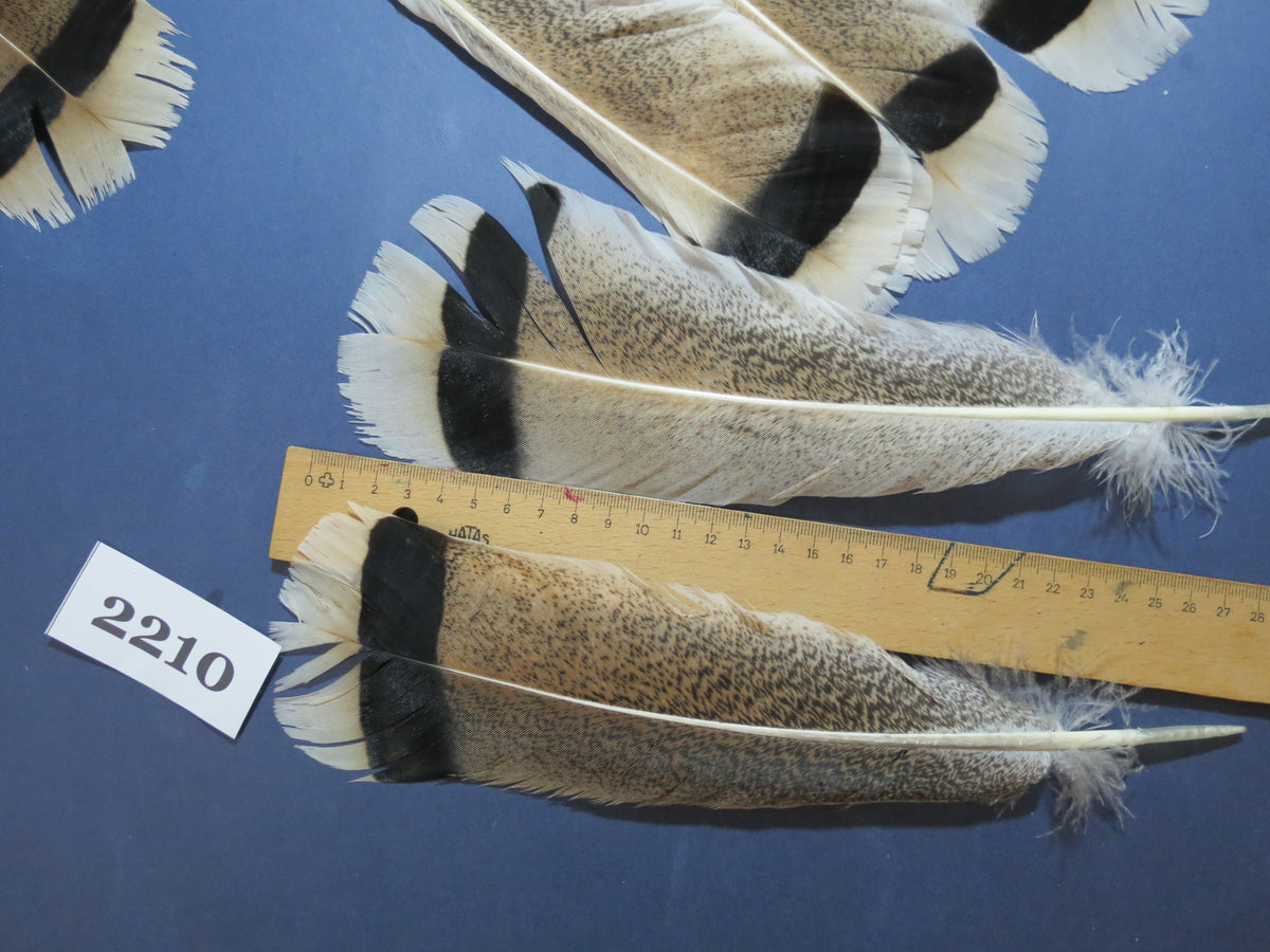 24 Pcs Turkey Tail Feathers, Fly Tying Material,Craft Feathers,Natural Turkey Feathers (2210)