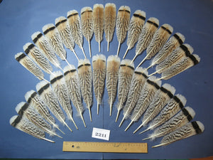 32 Pcs Turkey Tail Feathers, Fly Tying Material,Craft Feathers,Natural Turkey Feathers (2211)