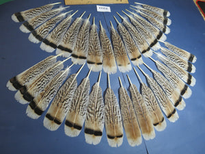32 Pcs Turkey Tail Feathers, Fly Tying Material,Craft Feathers,Natural Turkey Feathers (2211)