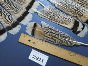 32 Pcs Turkey Tail Feathers, Fly Tying Material,Craft Feathers,Natural Turkey Feathers (2211)