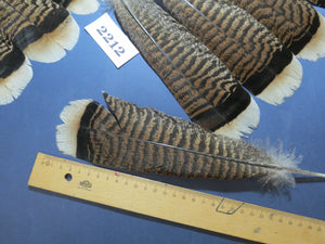 28 Pcs Turkey Tail Feathers, Fly Tying Material,Craft Feathers,Natural Turkey Feathers (2212)