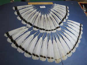 34 Pcs Turkey Tail Feathers, Fly Tying Material,Craft Feathers,Natural Turkey Feathers (2213)