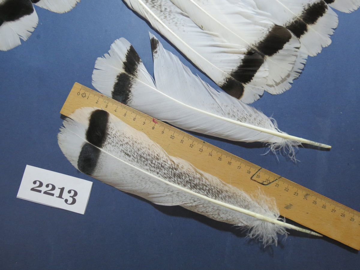 34 Pcs Turkey Tail Feathers, Fly Tying Material,Craft Feathers,Natural Turkey Feathers (2213)