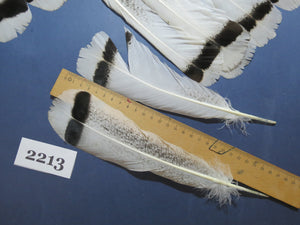 34 Pcs Turkey Tail Feathers, Fly Tying Material,Craft Feathers,Natural Turkey Feathers (2213)