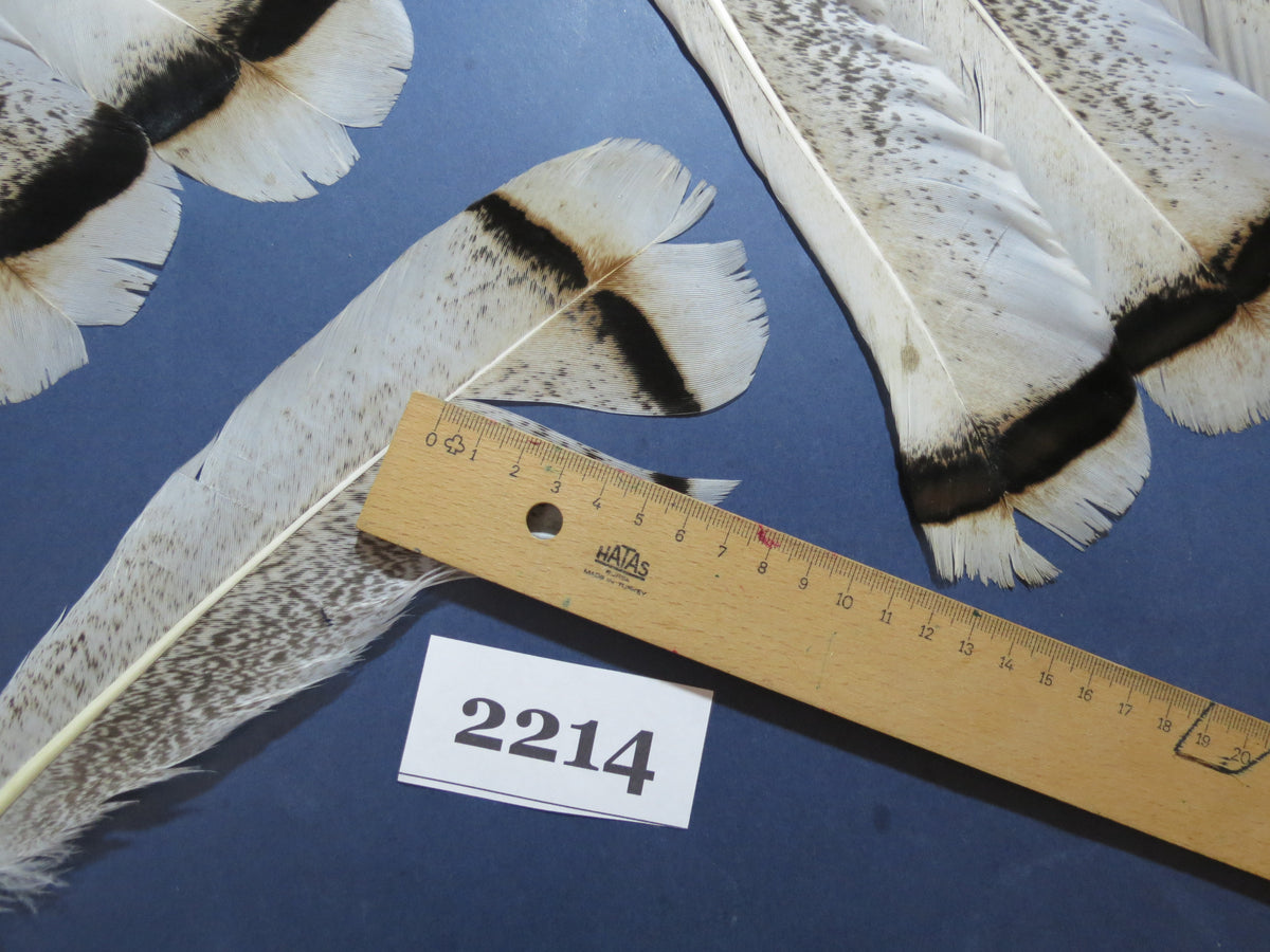 28 Pcs Turkey Tail Feathers, Fly Tying Material,Craft Feathers,Natural Turkey Feathers (2214)