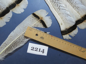 28 Pcs Turkey Tail Feathers, Fly Tying Material,Craft Feathers,Natural Turkey Feathers (2214)