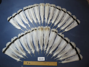 28 Pcs Turkey Tail Feathers, Fly Tying Material,Craft Feathers,Natural Turkey Feathers (2216)