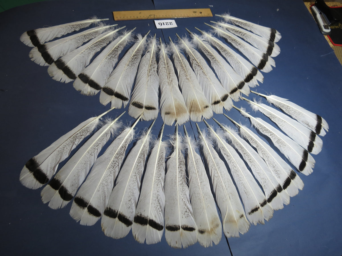 28 Pcs Turkey Tail Feathers, Fly Tying Material,Craft Feathers,Natural Turkey Feathers (2216)