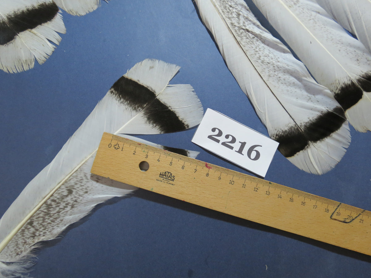 28 Pcs Turkey Tail Feathers, Fly Tying Material,Craft Feathers,Natural Turkey Feathers (2216)