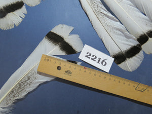 28 Pcs Turkey Tail Feathers, Fly Tying Material,Craft Feathers,Natural Turkey Feathers (2216)