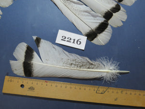 28 Pcs Turkey Tail Feathers, Fly Tying Material,Craft Feathers,Natural Turkey Feathers (2216)