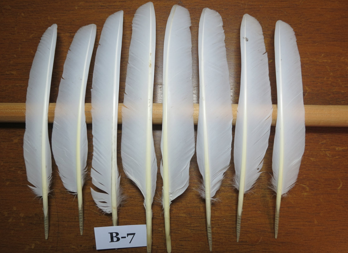 8 Pcs White Turkey Biot Wing Feathers, Turkey Feathers,Fly Tying Material,Craft Feathers,Natural Feathers (B-7)