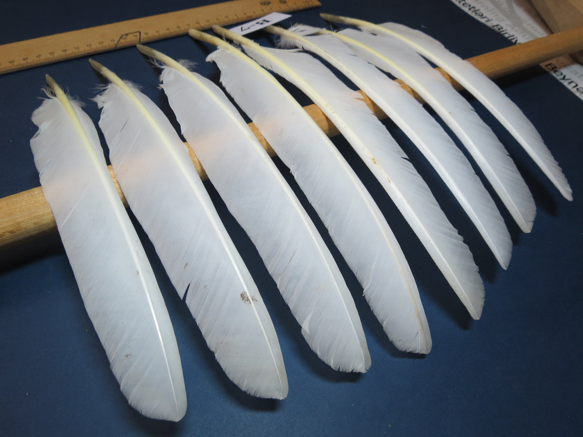 8 Pcs White Turkey Biot Wing Feathers, Turkey Feathers,Fly Tying Material,Craft Feathers,Natural Feathers (B-7)