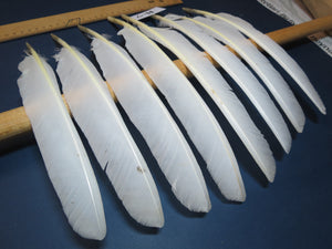 8 Pcs White Turkey Biot Wing Feathers, Turkey Feathers,Fly Tying Material,Craft Feathers,Natural Feathers (B-7)