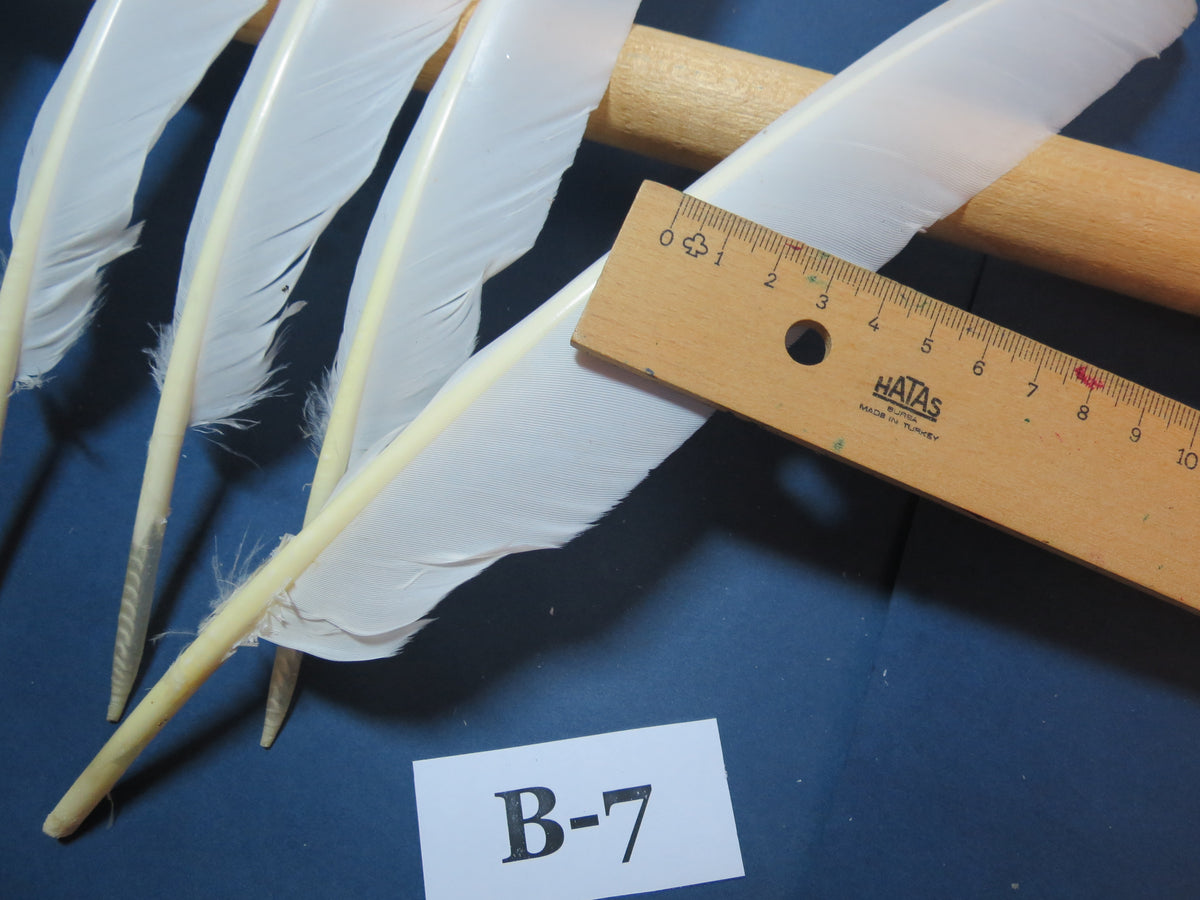 8 Pcs White Turkey Biot Wing Feathers, Turkey Feathers,Fly Tying Material,Craft Feathers,Natural Feathers (B-7)