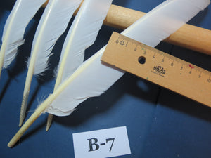 8 Pcs White Turkey Biot Wing Feathers, Turkey Feathers,Fly Tying Material,Craft Feathers,Natural Feathers (B-7)