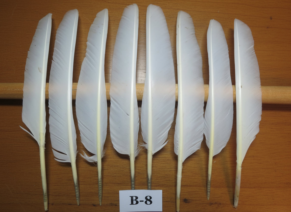 8 Pcs White Turkey Biot Wing Feathers,Turkey Feathers,Fly Tying Material,Craft Feathers,Natural Feathers (B-8)