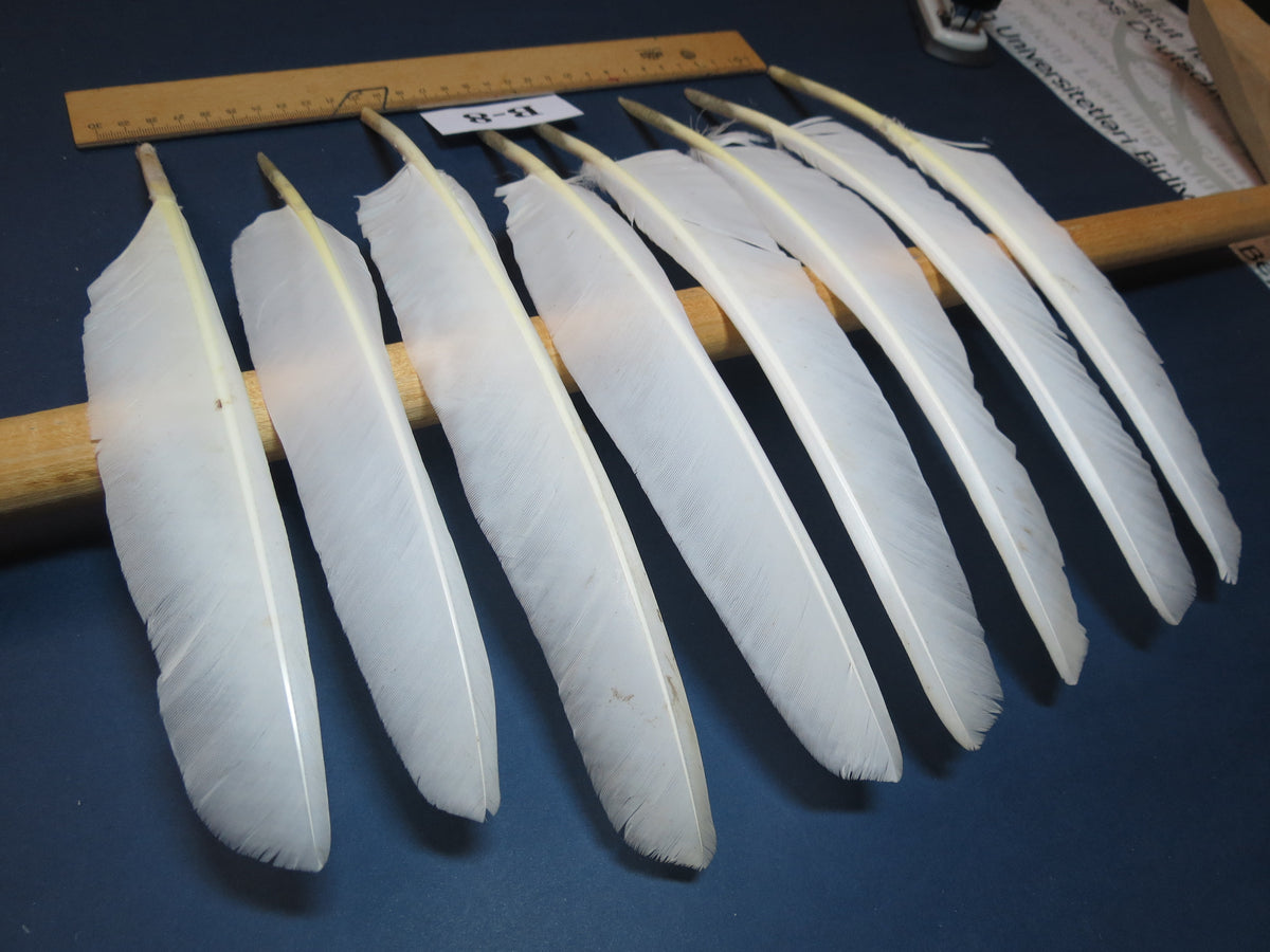 8 Pcs White Turkey Biot Wing Feathers,Turkey Feathers,Fly Tying Material,Craft Feathers,Natural Feathers (B-8)