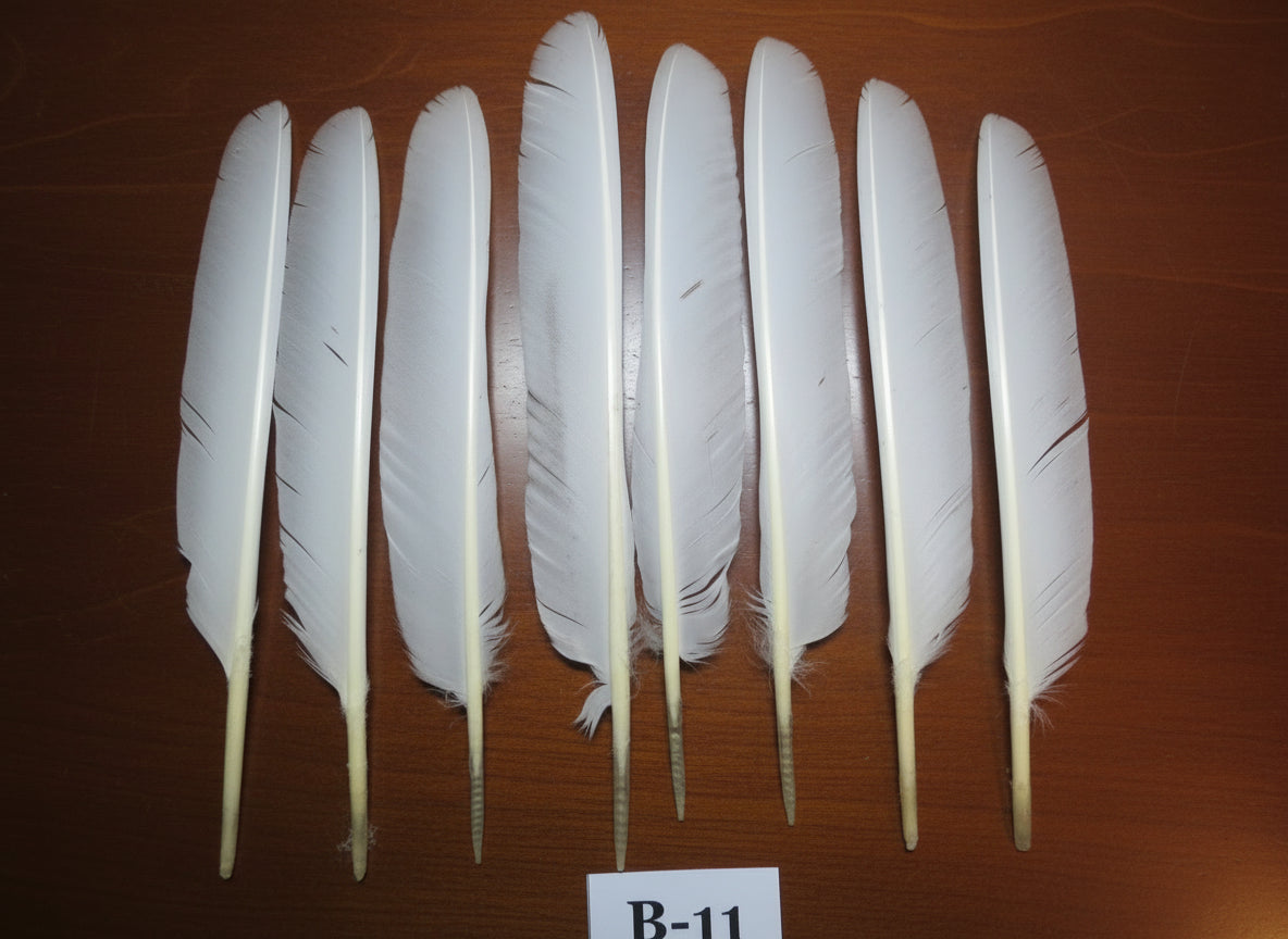 8 Pcs White Turkey Biot Wing Feathers, Turkey Feathers,Fly Tying Material,Craft Feathers,Natural Feathers (B-11)