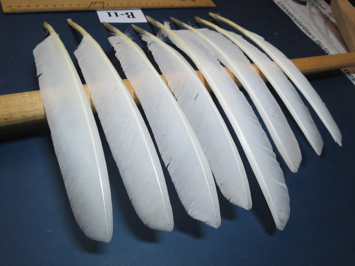 8 Pcs White Turkey Biot Wing Feathers, Turkey Feathers,Fly Tying Material,Craft Feathers,Natural Feathers (B-11)