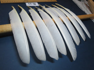 8 Pcs White Turkey Biot Wing Feathers, Turkey Feathers,Fly Tying Material,Craft Feathers,Natural Feathers (B-11)