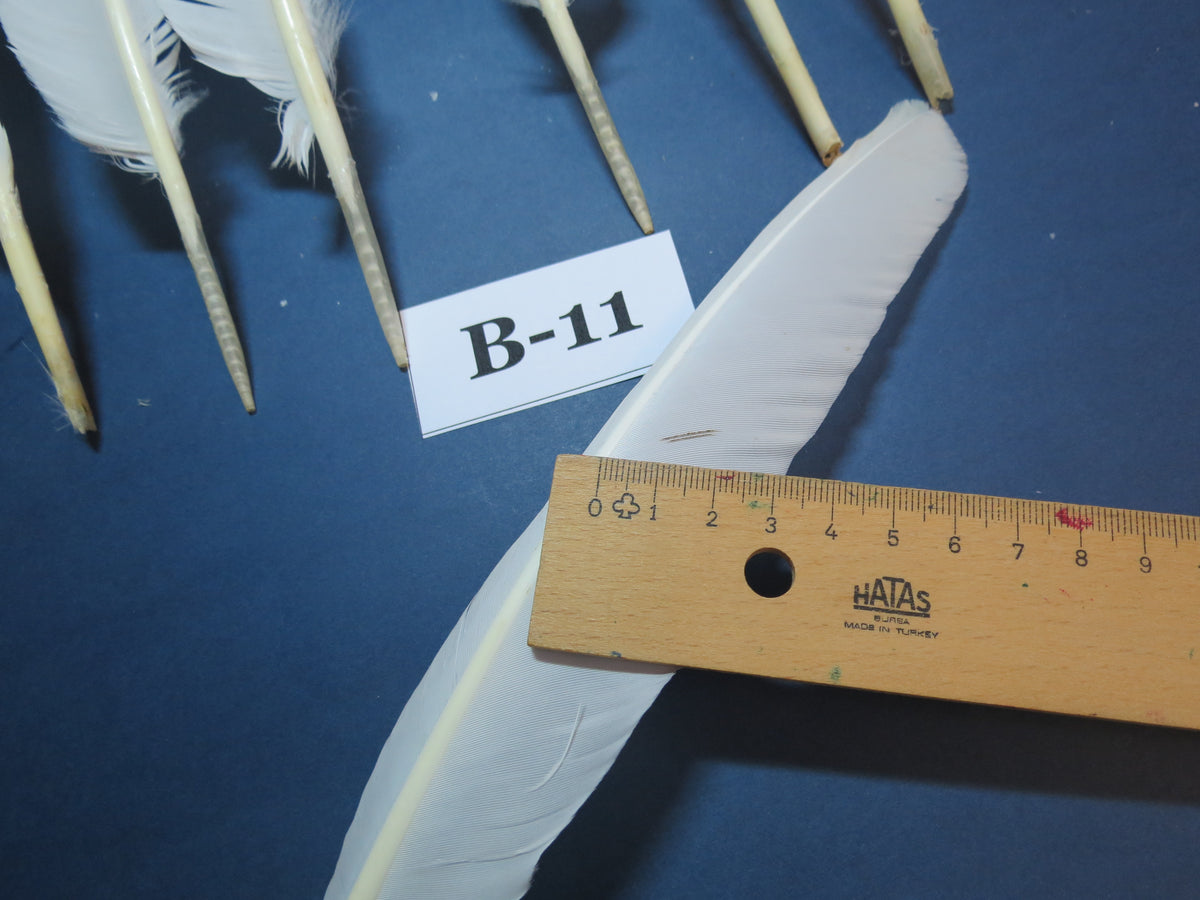 8 Pcs White Turkey Biot Wing Feathers, Turkey Feathers,Fly Tying Material,Craft Feathers,Natural Feathers (B-11)