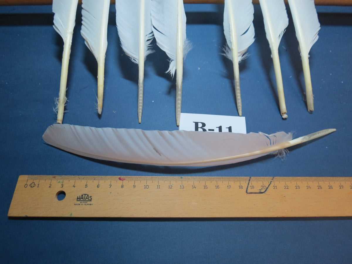 8 Pcs White Turkey Biot Wing Feathers, Turkey Feathers,Fly Tying Material,Craft Feathers,Natural Feathers (B-11)