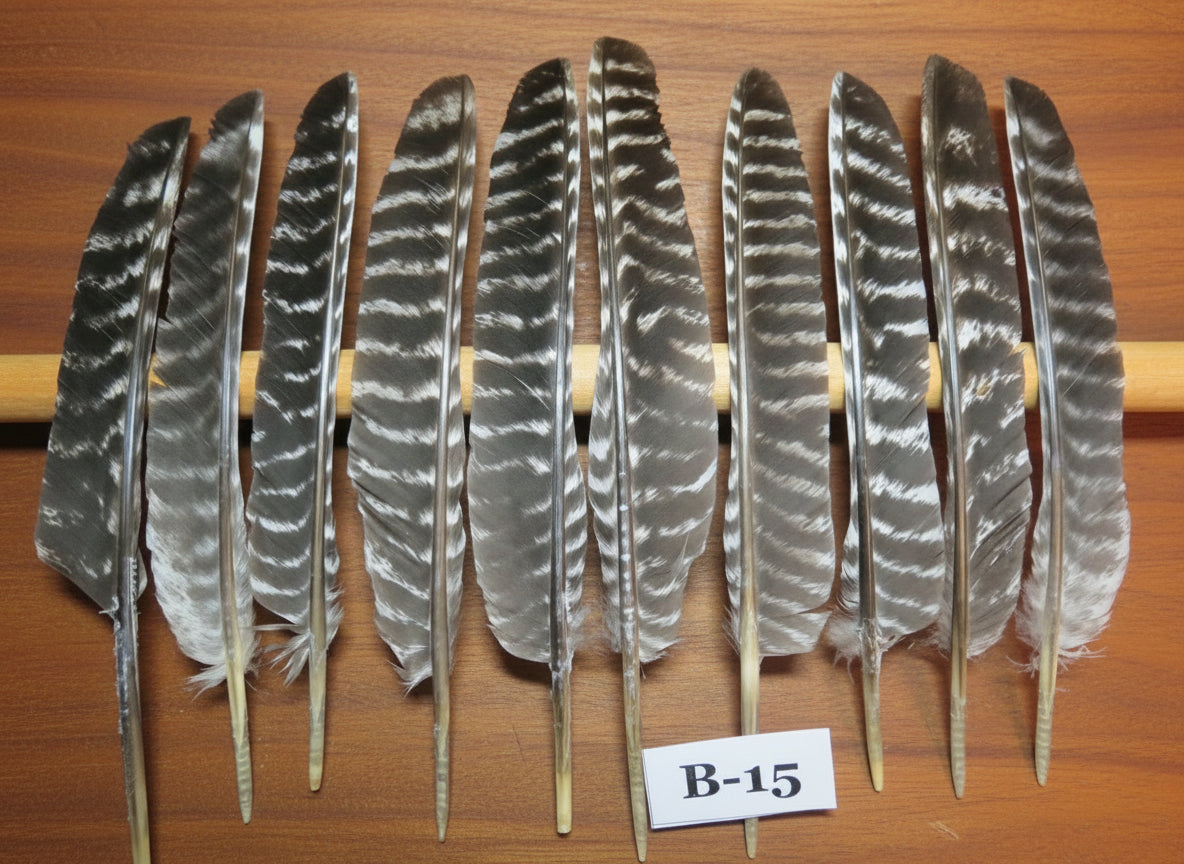 10 Pcs Barred Turkey Biot Wing Feathers, Fly Tying Materials,Long Feathers. (B-15)