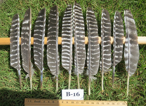 10 Pcs Barred Turkey Biot Wing Feathers, Fly Tying Materials,Long Feathers. (B-16)