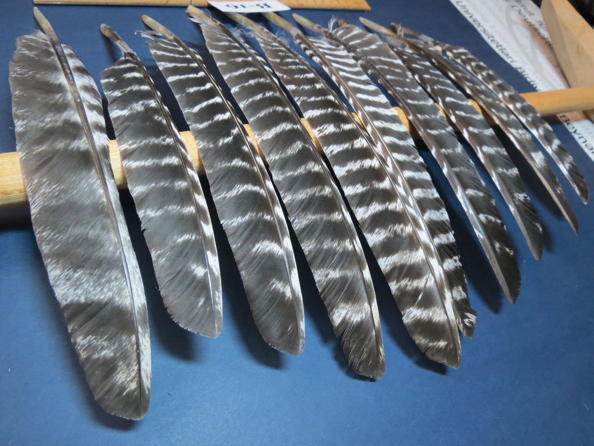 10 Pcs Barred Turkey Biot Wing Feathers, Fly Tying Materials,Long Feathers. (B-16)